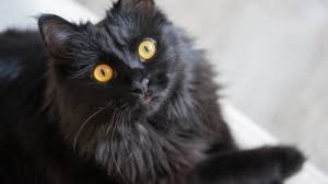 Matthew Dolewski <small style="font-size: 12px; font-style: italic">(TL-BED77D)</small>